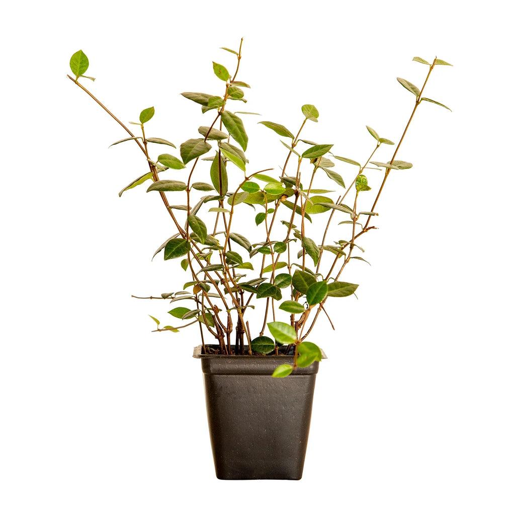 Expert Gardener Asiatic Jasmine Evergreen Groundcover Vine, 54 Pack, 3.25 In. Pots, Full Sun