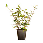 Expert Gardener Asiatic Jasmine Evergreen Groundcover Vine, 54 Pack, 3.25 In. Pots, Full Sun