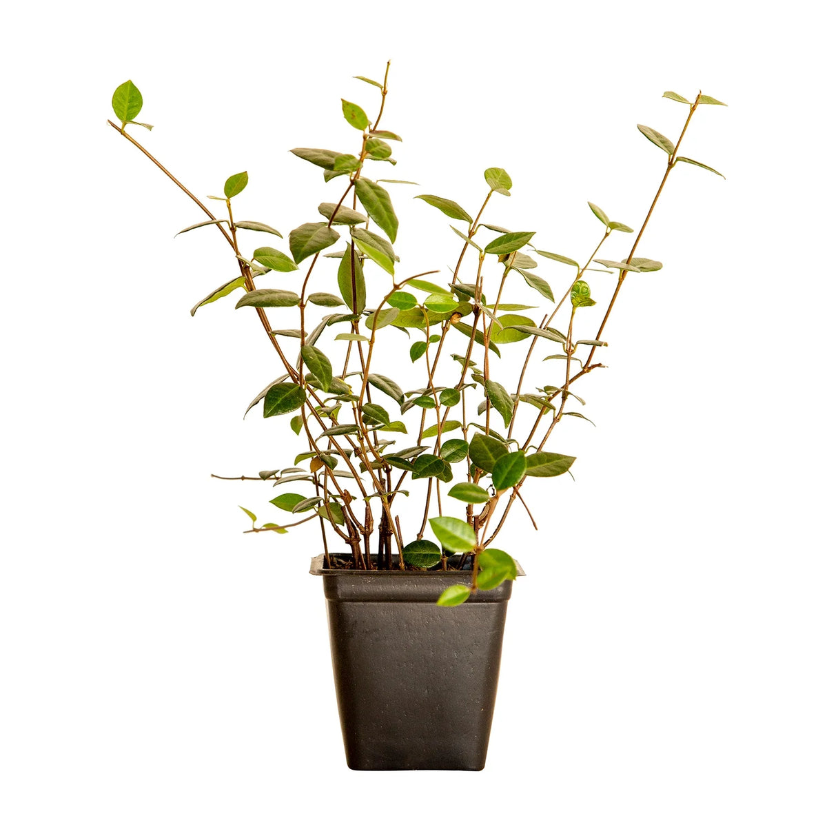 Expert Gardener Asiatic Jasmine Evergreen Groundcover Vine, 54 Pack, 3.25 In. Pots, Full Sun