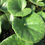 Gigantea Leopard Plant Perennial 10 in Pot - Farfugium japonicum 'Gigantea'