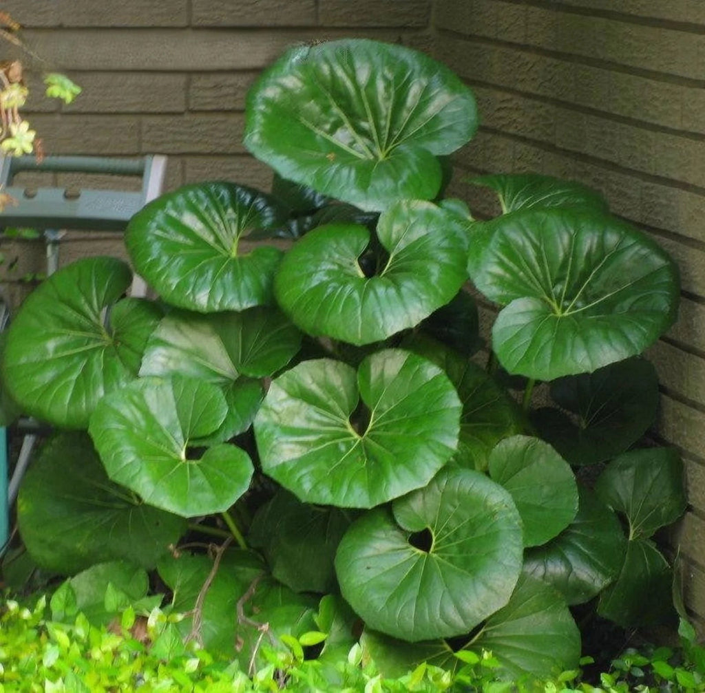 Gigantea Leopard Plant Perennial 10 in Pot - Farfugium japonicum 'Gigantea'
