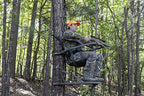 Aluminum Climbing Treestand With Padded Seat, 300 Lb. Capacity And Safety Harness