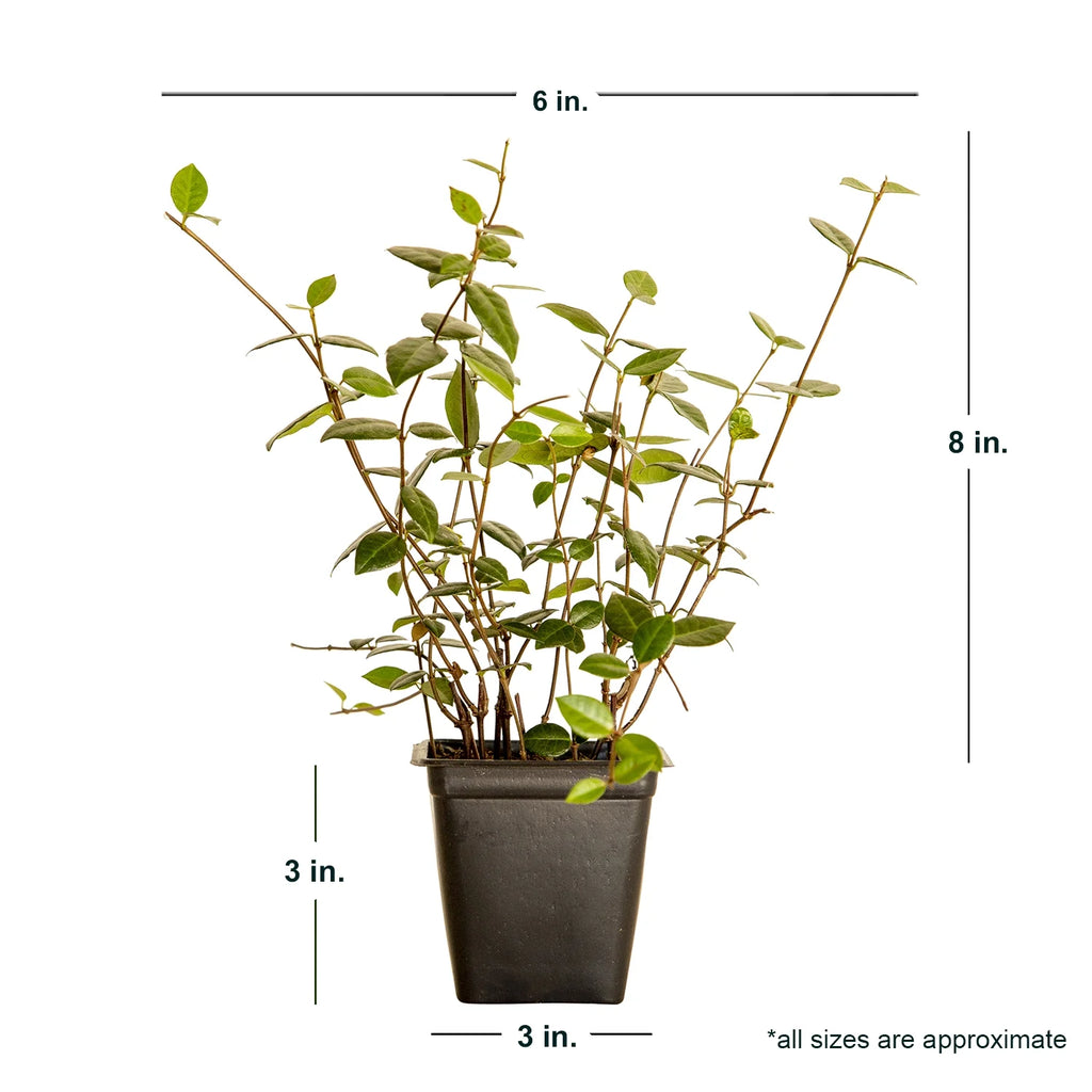 Expert Gardener Asiatic Jasmine Evergreen Groundcover Vine, 54 Pack, 3.25 In. Pots, Full Sun