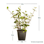Expert Gardener Asiatic Jasmine Evergreen Groundcover Vine, 54 Pack, 3.25 In. Pots, Full Sun