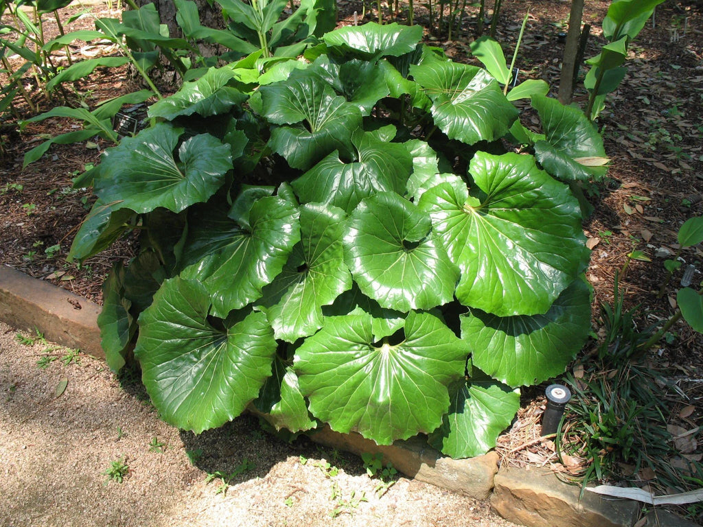 Gigantea Leopard Plant Perennial 10 in Pot - Farfugium japonicum 'Gigantea'