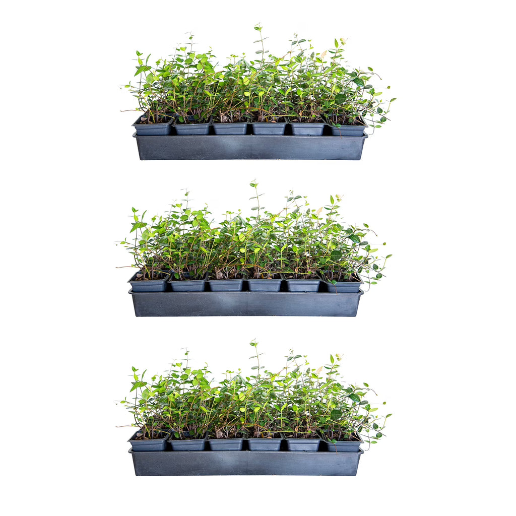 Expert Gardener Asiatic Jasmine Evergreen Groundcover Vine, 54 Pack, 3.25 In. Pots, Full Sun