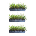 Expert Gardener Asiatic Jasmine Evergreen Groundcover Vine, 54 Pack, 3.25 In. Pots, Full Sun