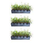 Expert Gardener Asiatic Jasmine Evergreen Groundcover Vine, 54 Pack, 3.25 In. Pots, Full Sun