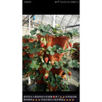Mr Stacky 5 Tier Strawberry Planter
