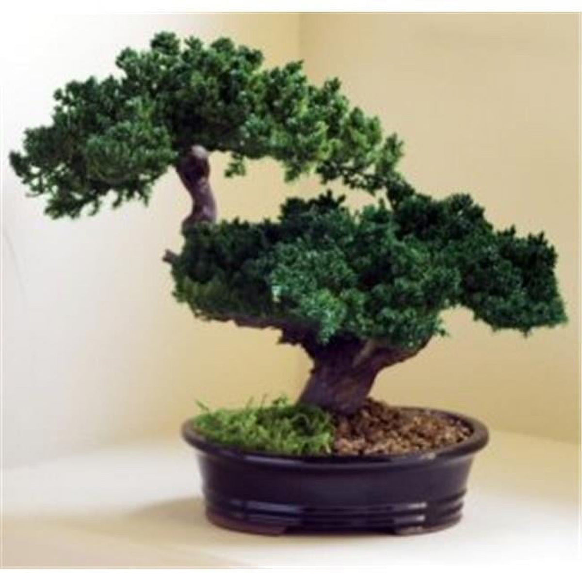 Monterey Juniper Double Trunk Preserved Bonsai Tree, 12"-15" - ZX9BNSBY1498