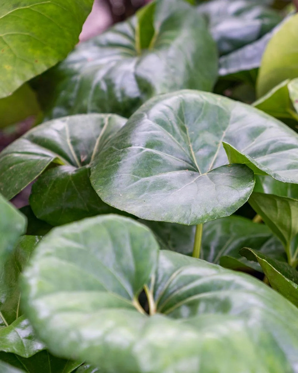 Gigantea Leopard Plant Perennial 10 in Pot - Farfugium japonicum 'Gigantea'