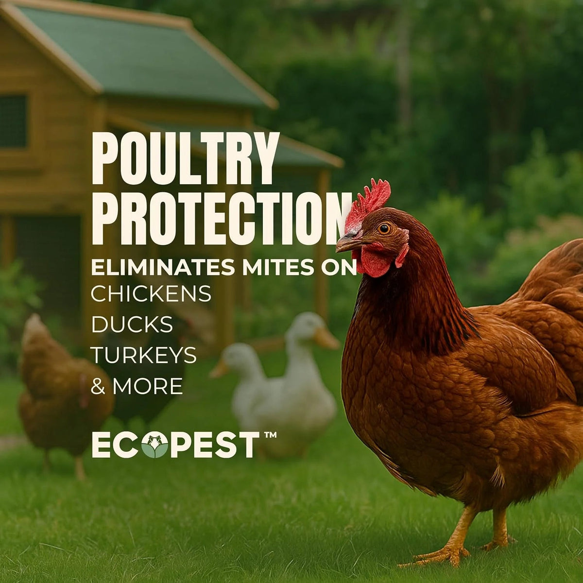 EcoPest Mite Spray Natural Killer For Dust, Bird, Spider, Scabies And Other Mites - 1 Gallon