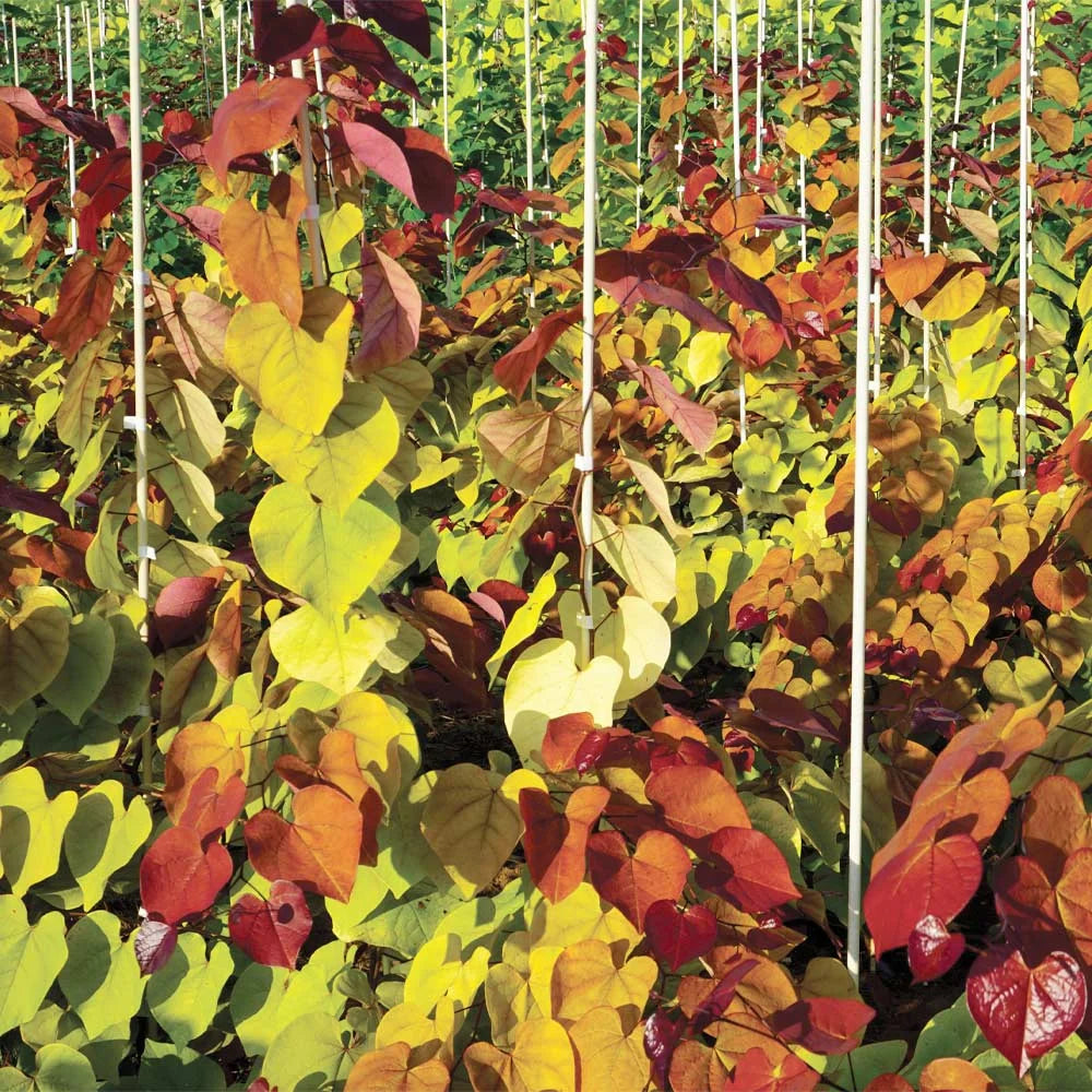 Brighter Blooms Flame Thrower Redbud Tree, 3-4-ft