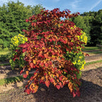 Brighter Blooms Flame Thrower Redbud Tree, 3-4-ft