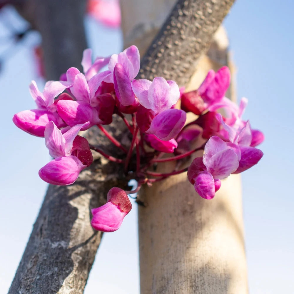Brighter Blooms Flame Thrower Redbud Tree, 3-4-ft