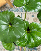 Gigantea Leopard Plant Perennial 10 in Pot - Farfugium japonicum 'Gigantea'