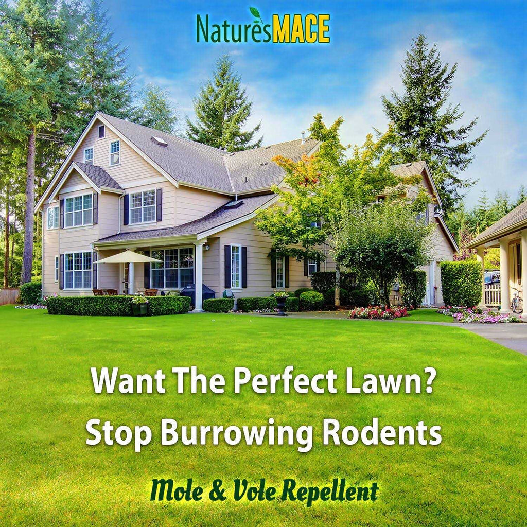 Nature's Mace Mole & Vole Repellent 1 Gallon Pure Castor Oil Concentrate Covers Up To 20,000 Sq Ft
