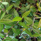 Expert Gardener Asiatic Jasmine Evergreen Groundcover Vine, 54 Pack, 3.25 In. Pots, Full Sun