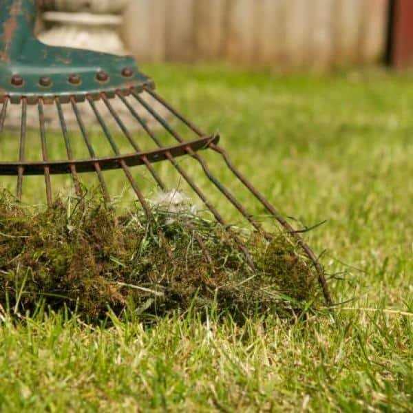 Lilly Miller Moss Out Lawn Granules, 20 Lb - 5601151