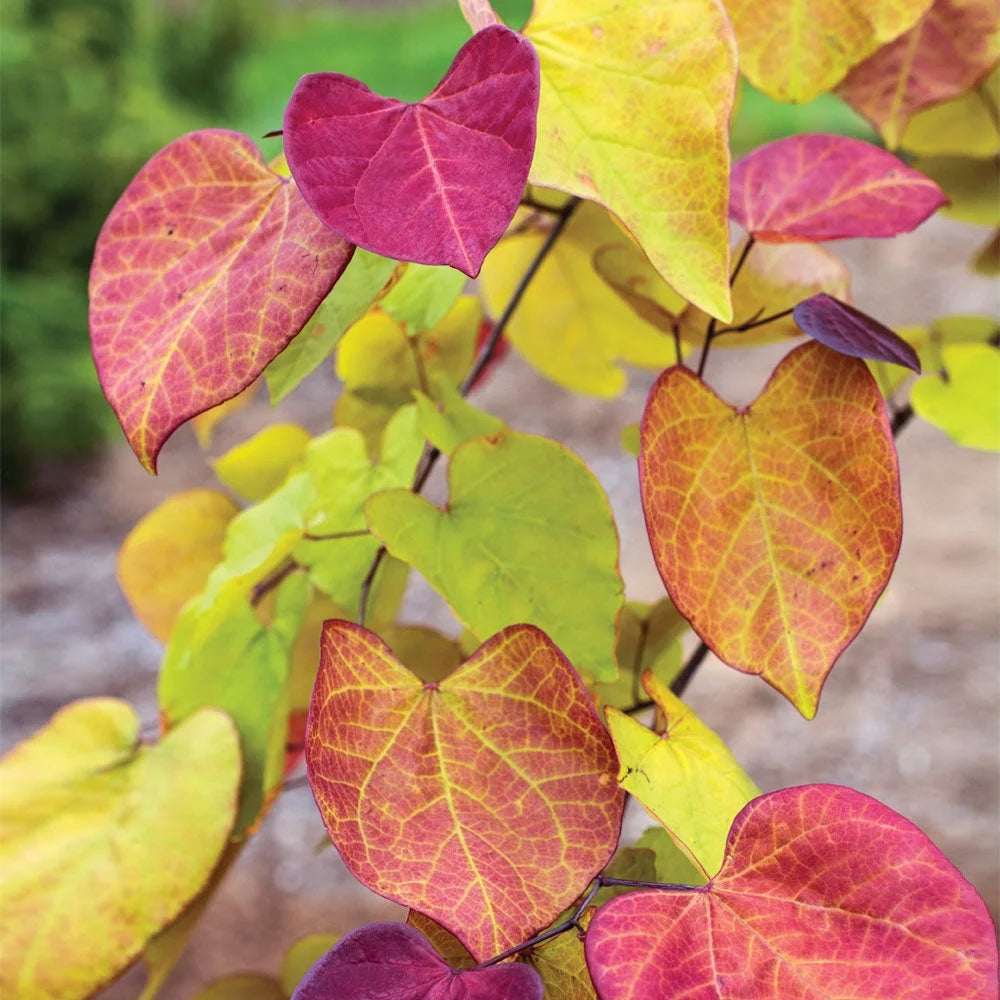 Brighter Blooms Flame Thrower Redbud Tree, 3-4-ft
